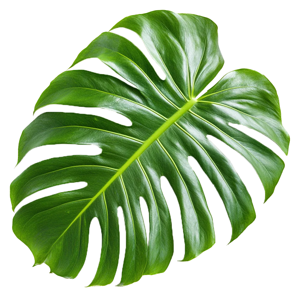 Monstera